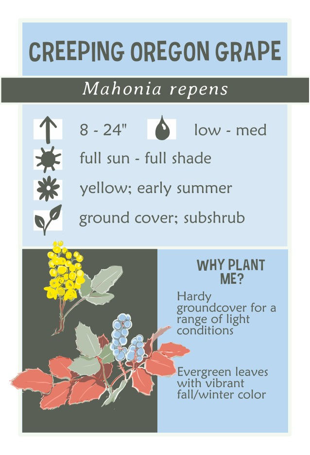 Thumbnail: Oregon grape