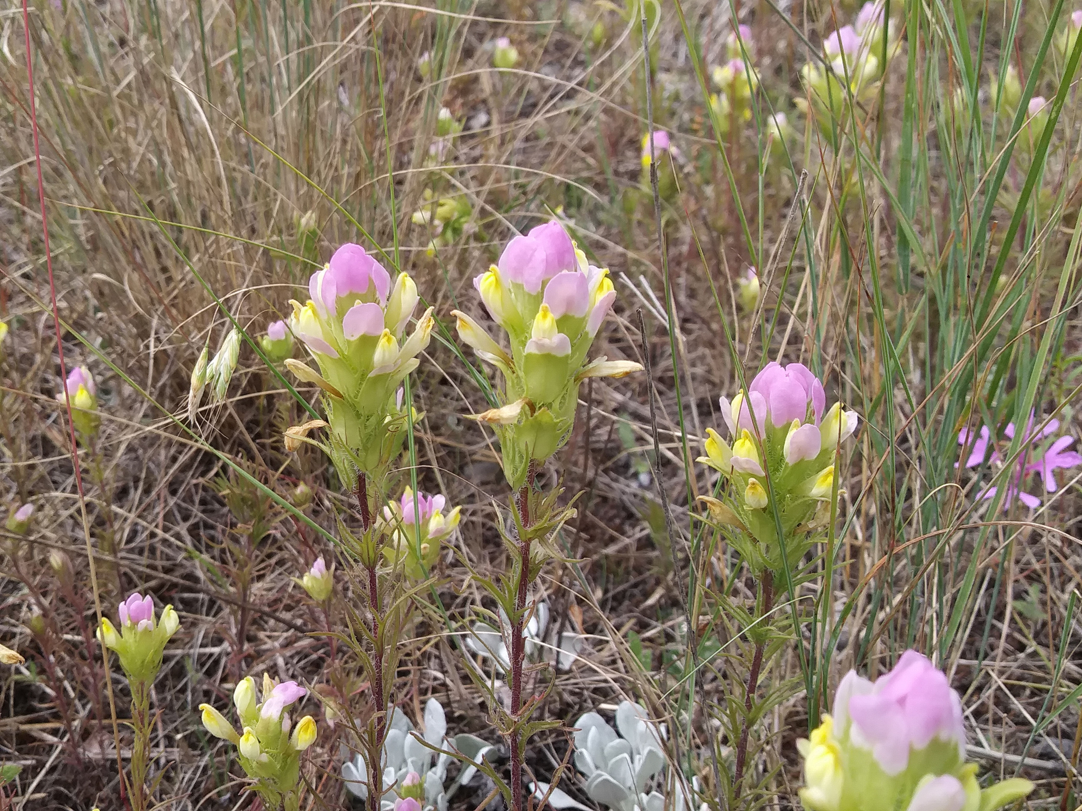 thin-leaf owl clover