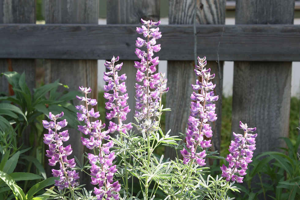 Thumbnail: silky lupine