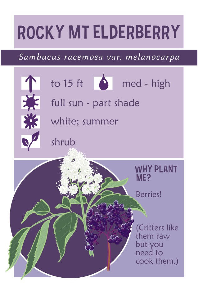 Thumbnail: Rocky Mountain elderberry