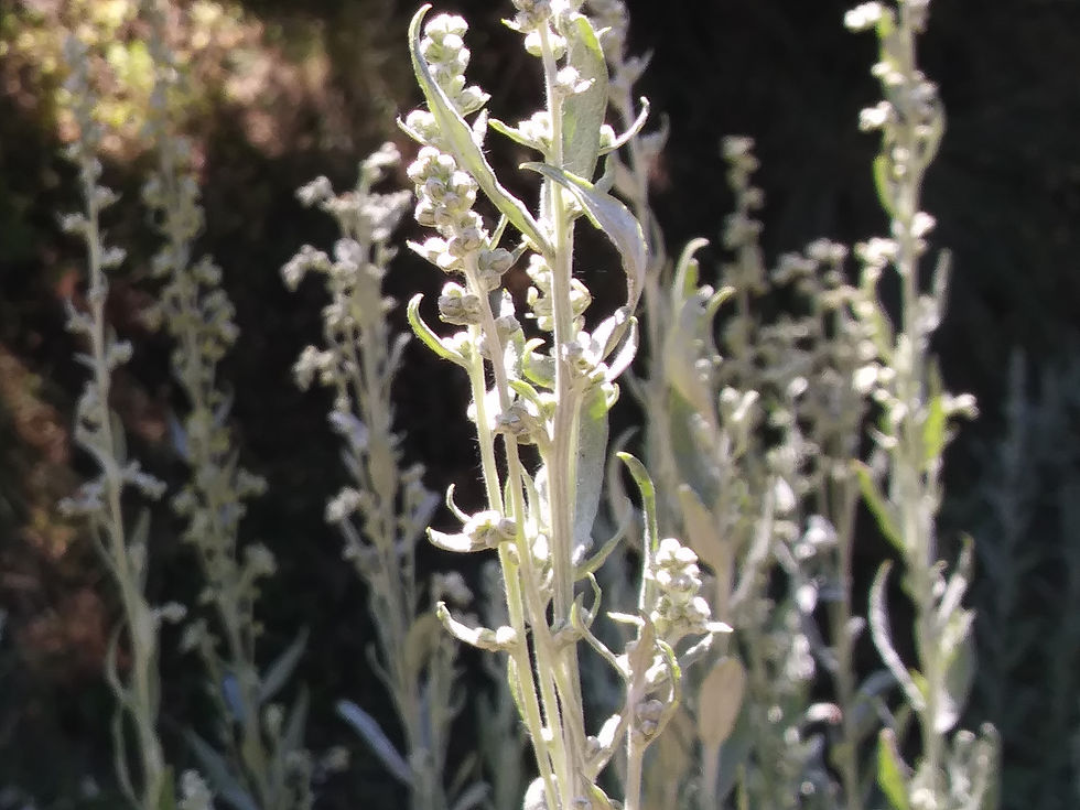 white sage