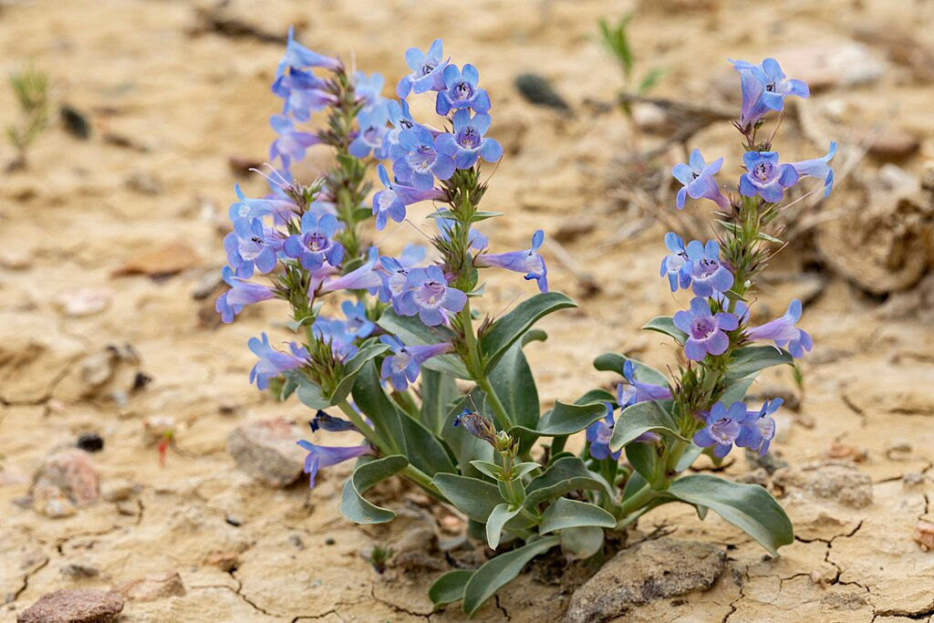 waxleaf penstemon