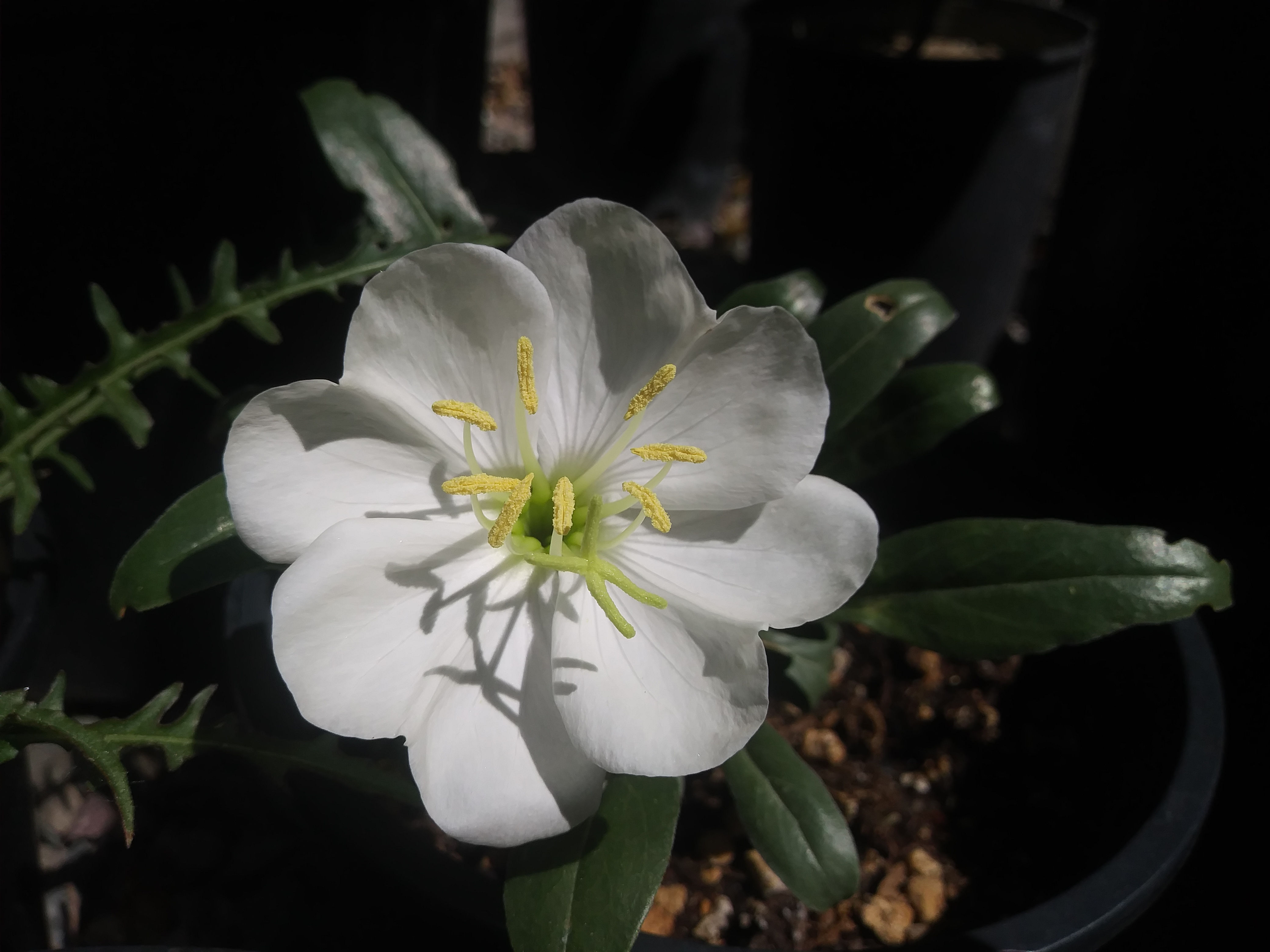 tufted evening-primrose