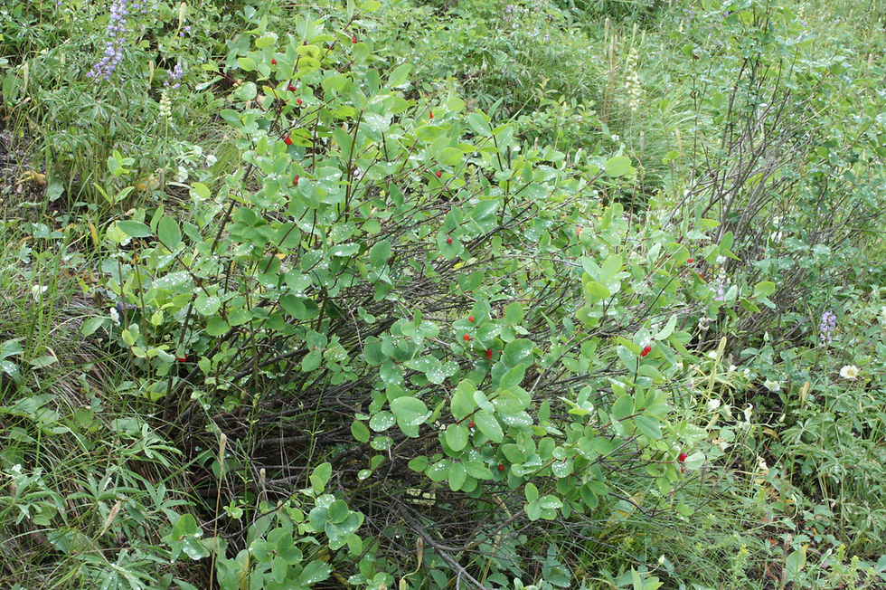 Thumbnail: Utah honeysuckle
