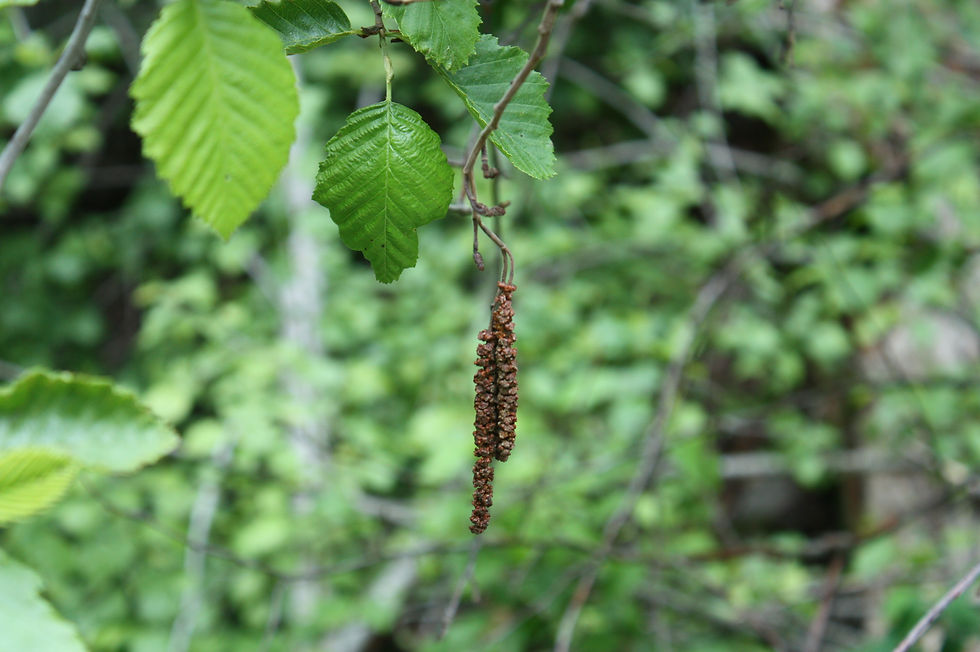Thumbnail: grey alder