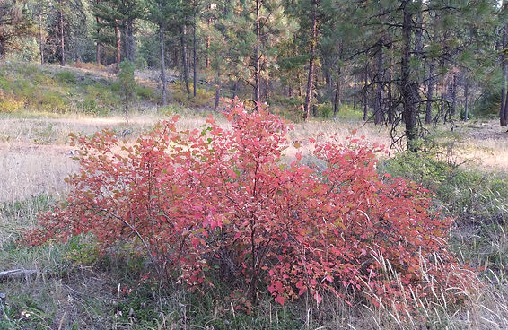 Red fall color, although ninebarks often start turning red with summer drought