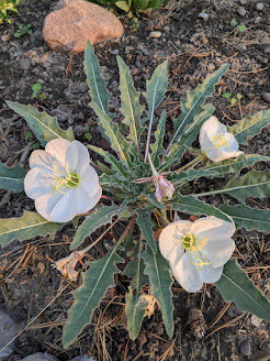 Thumbnail: tufted evening-primrose