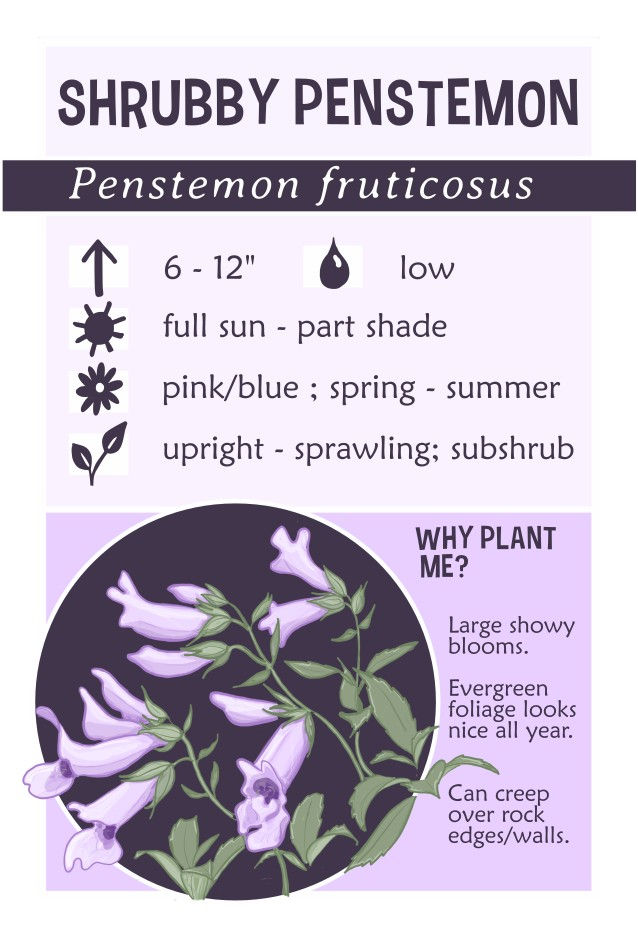 Thumbnail: shrubby penstemon
