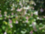 Thumbnail: twinflower