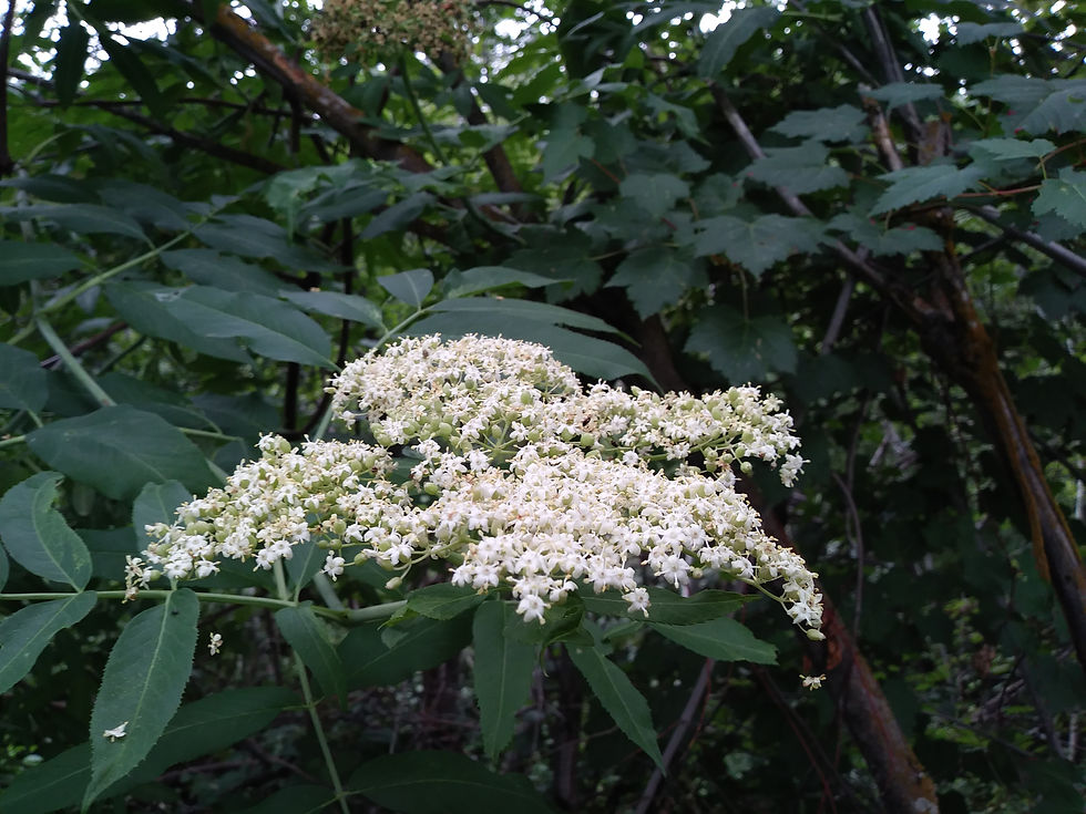 Thumbnail: blue elderberry
