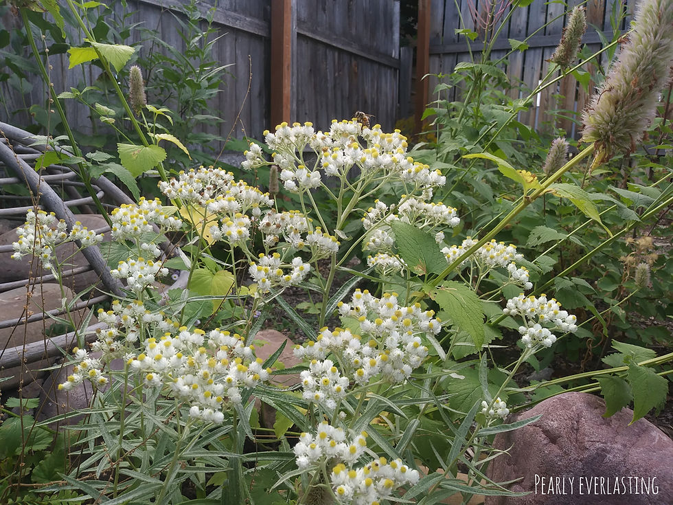 Thumbnail: Pollinator Oasis Kit