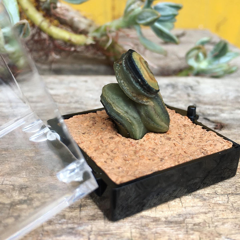 Thumbnail: Gobi Agate | 天然石 綠眼石 戈壁瑪瑙 原石 青蛙