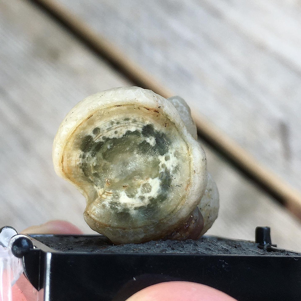 縮圖：Gobi Agate | 天然石 戈壁瑪瑙 異形眼石 原石 松鼠