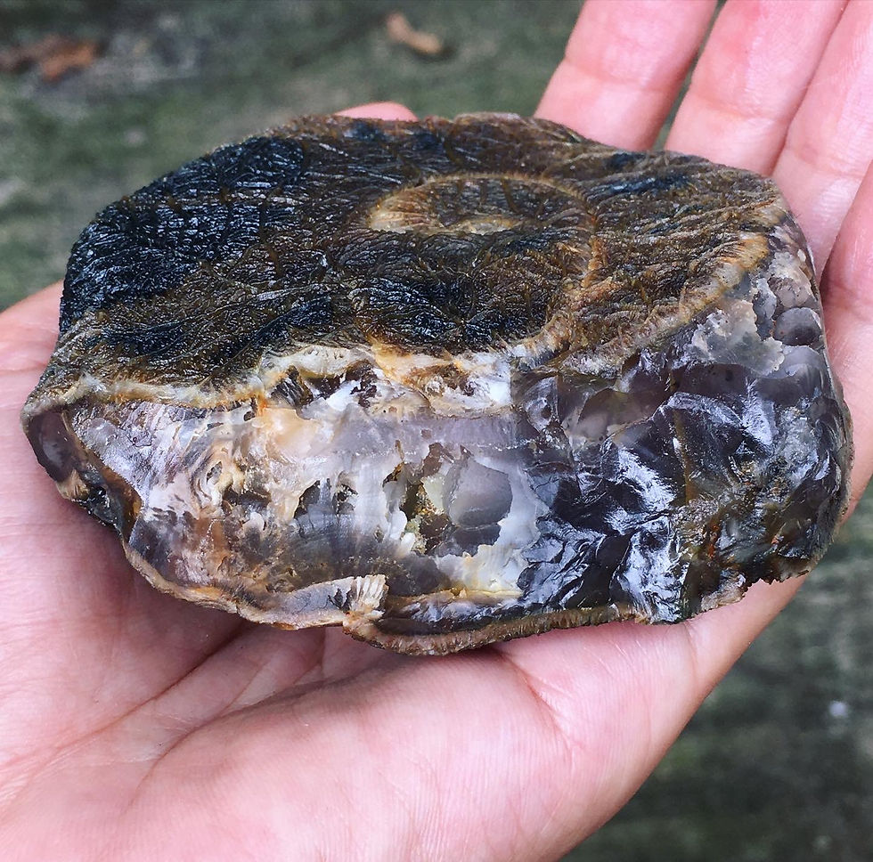 Thumbnail: Gobi Agate | 天然石 黑山瑪瑙 戈壁石 三層 象形 螺