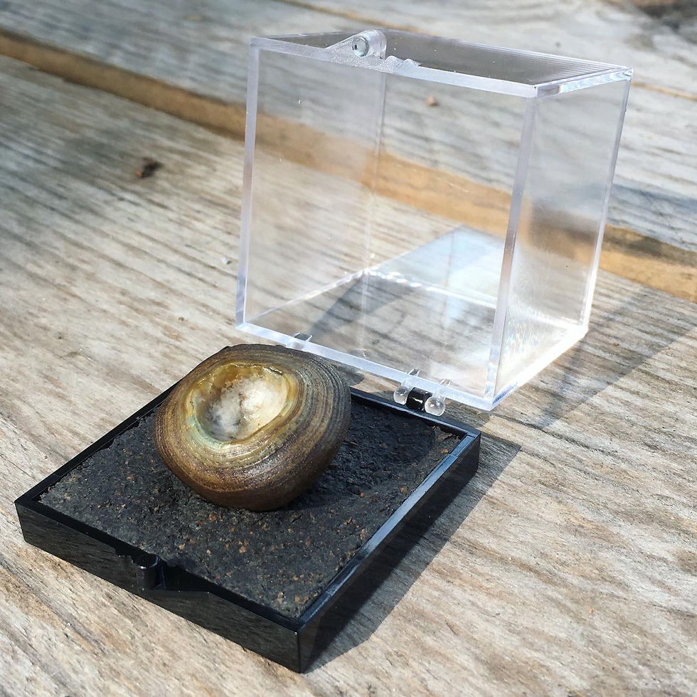 サムネイル： Gobi Agate | 天然石 大獨眼 戈壁石 眼石 原石 飛碟