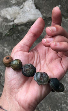 Thumbnail: Coming Soon | Gobi Agate | 天然原石 戈壁瑪瑙 獨眼 眼睛石 手鏈