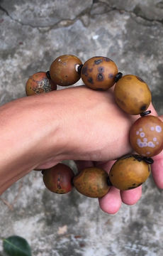 サムネイル： Gobi Agate | 天然原石 戈壁瑪瑙 戰國瑪瑙 黃 手鏈 B2