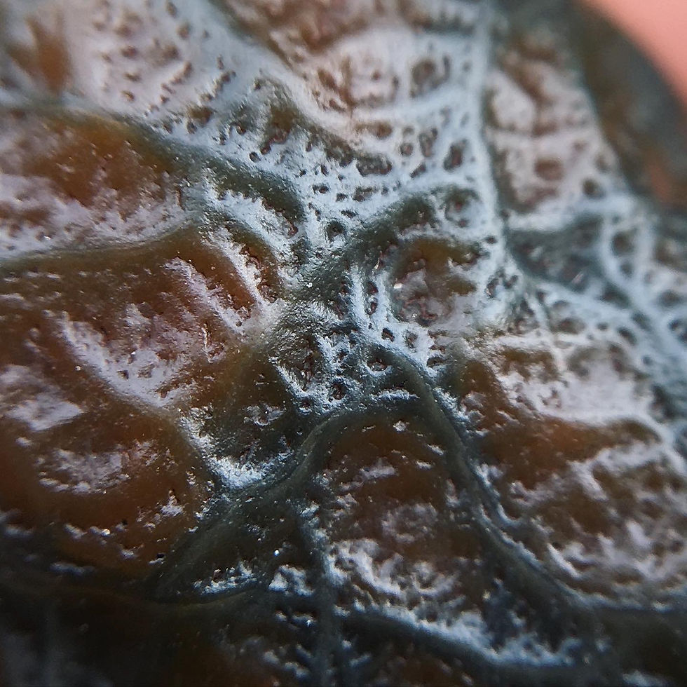 縮圖：Not for Sale | Gobi Agate | 天然石 戈壁瑪瑙 雙色 地表 血脈 標本