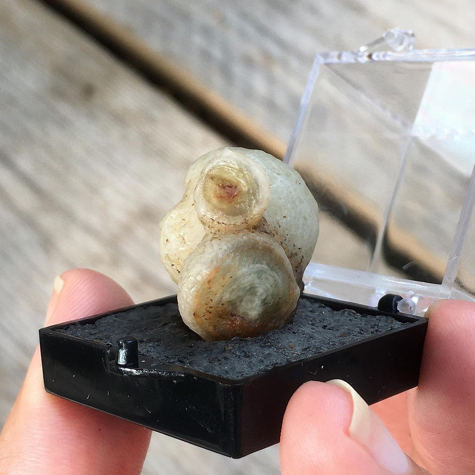 縮圖：Gobi Agate | 天然石 戈壁瑪瑙 異形眼石 原石 松鼠