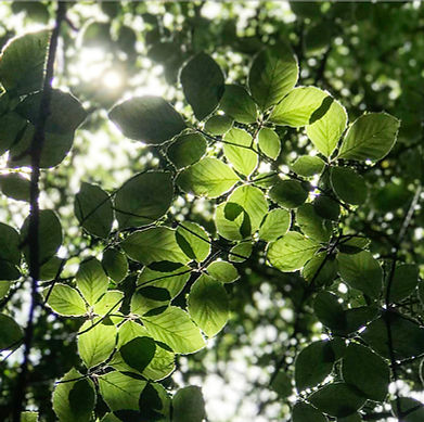 Copy of Sunlitleaves2.jpeg