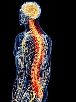 Nervous System