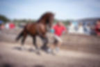 Long Island T:Â 17.3h, Holsteiner Verband registered, approved Oldenburg and Westfalen (Lotus T x Cal