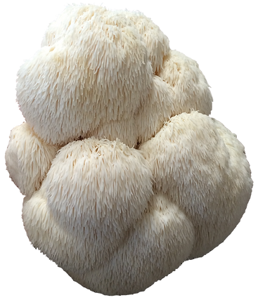 Peaceful-Harvest-LIONS-MANE-Mushoom.png