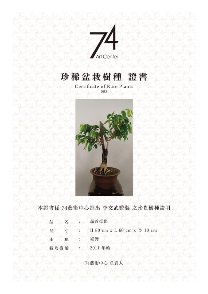 沉香盆栽 昂首挺出