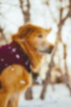 寵物家庭寫真拍攝：穿著深色背心的黃金獵犬在雪地中側身凝視