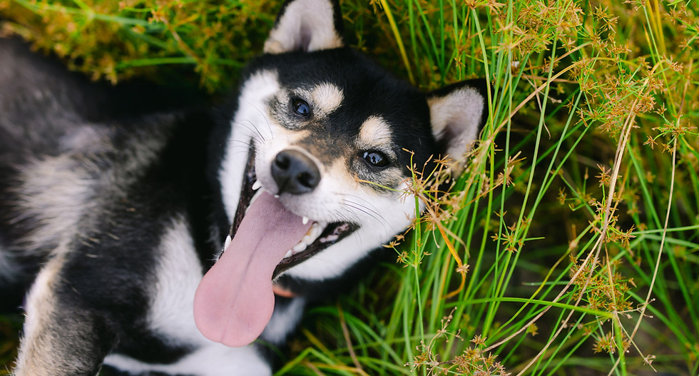 九龍寵物攝影優惠：開心的黑柴犬躺在草地上吐舌頭