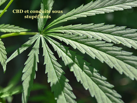 CBD et conduite sous stupéfiants