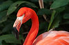 Flamingo.jpg