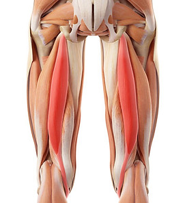 hamstring_injury_1.jpg