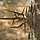 Thorn.jpg