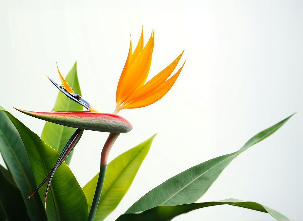 birds of paradise, no background_edited_edited_edited.jpg