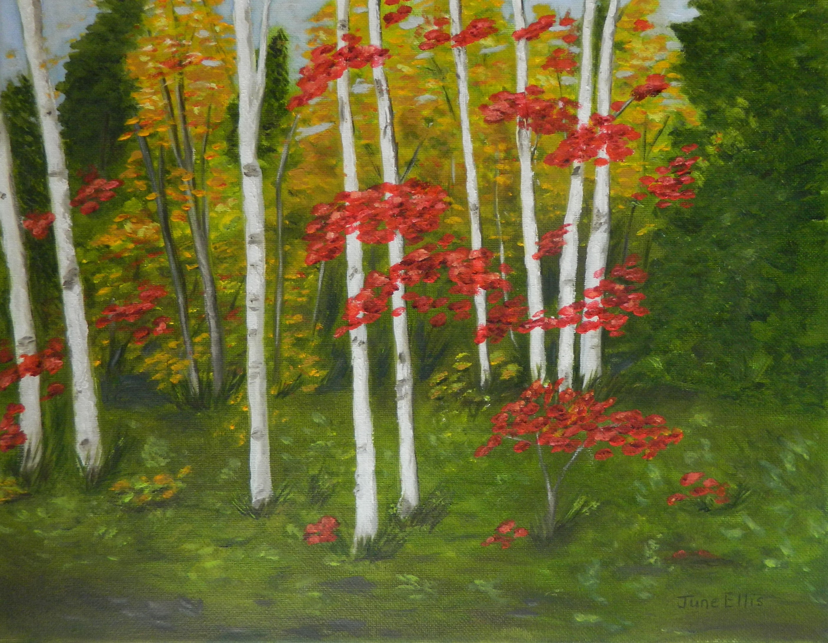 Original oil painting of birch trees with fall colours of yellow and red. PEI art by June Ellis