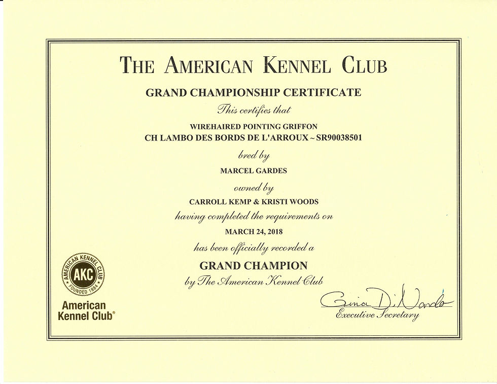 Lambo - AKC GCh certificate