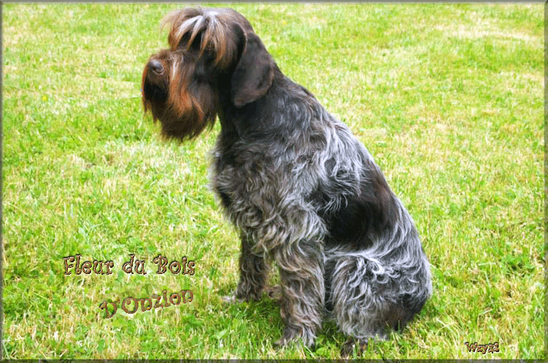 Fleur Du Bois D'Onzion - Mother