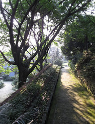 南山植物园-小径_-_panoramio.jpg