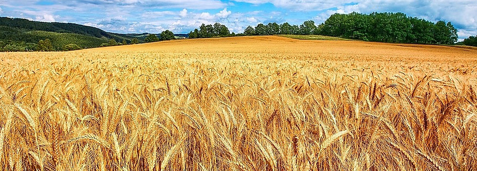 Wheat harvest picture representing God's blessings.