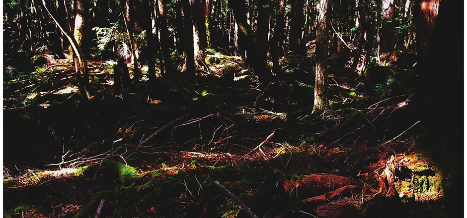 Aokigahara