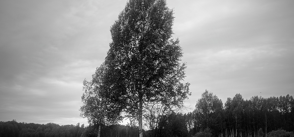 Sola Lignum