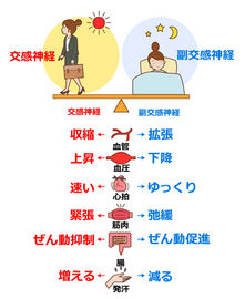 自律神経のバランス