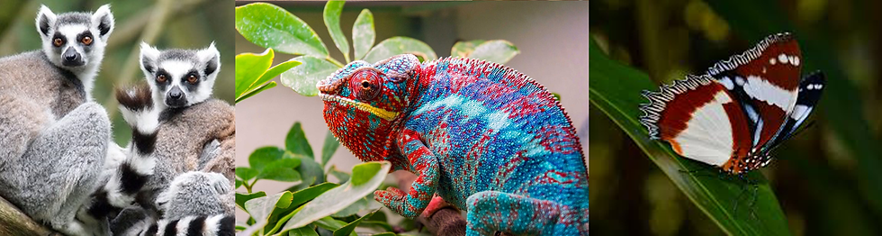 3 pictures. a lemur, a chameleon and a butterfly