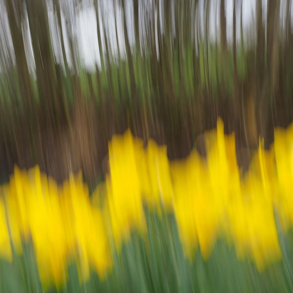 Lucia Hoogsteden - Daffodils (19 Points)