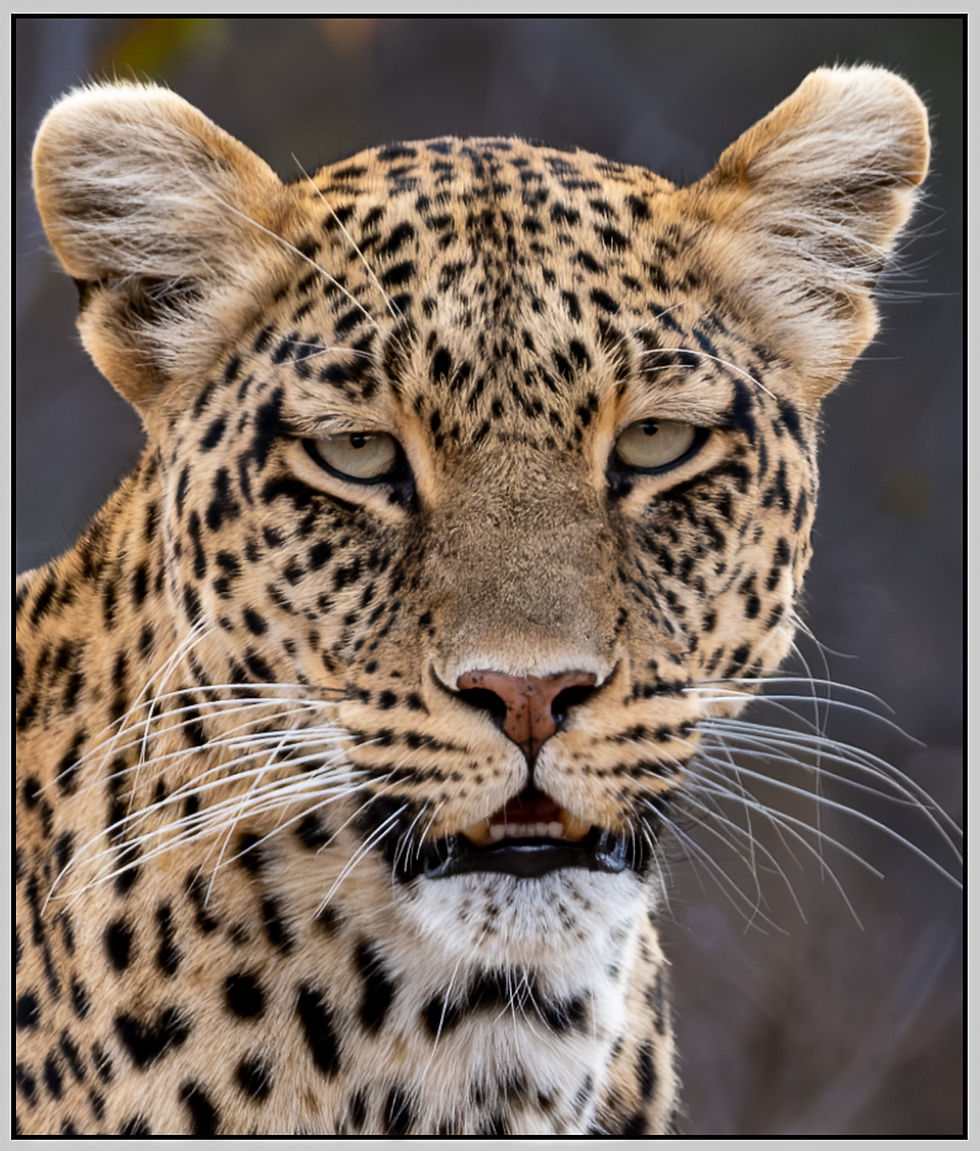 Portrait of a Leopard