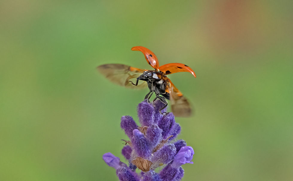 Ladybird flying_Ray Waters