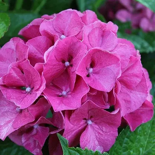 Thumbnail: Assorted Hydrangea