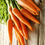 Thumbnail: Carrot All Season