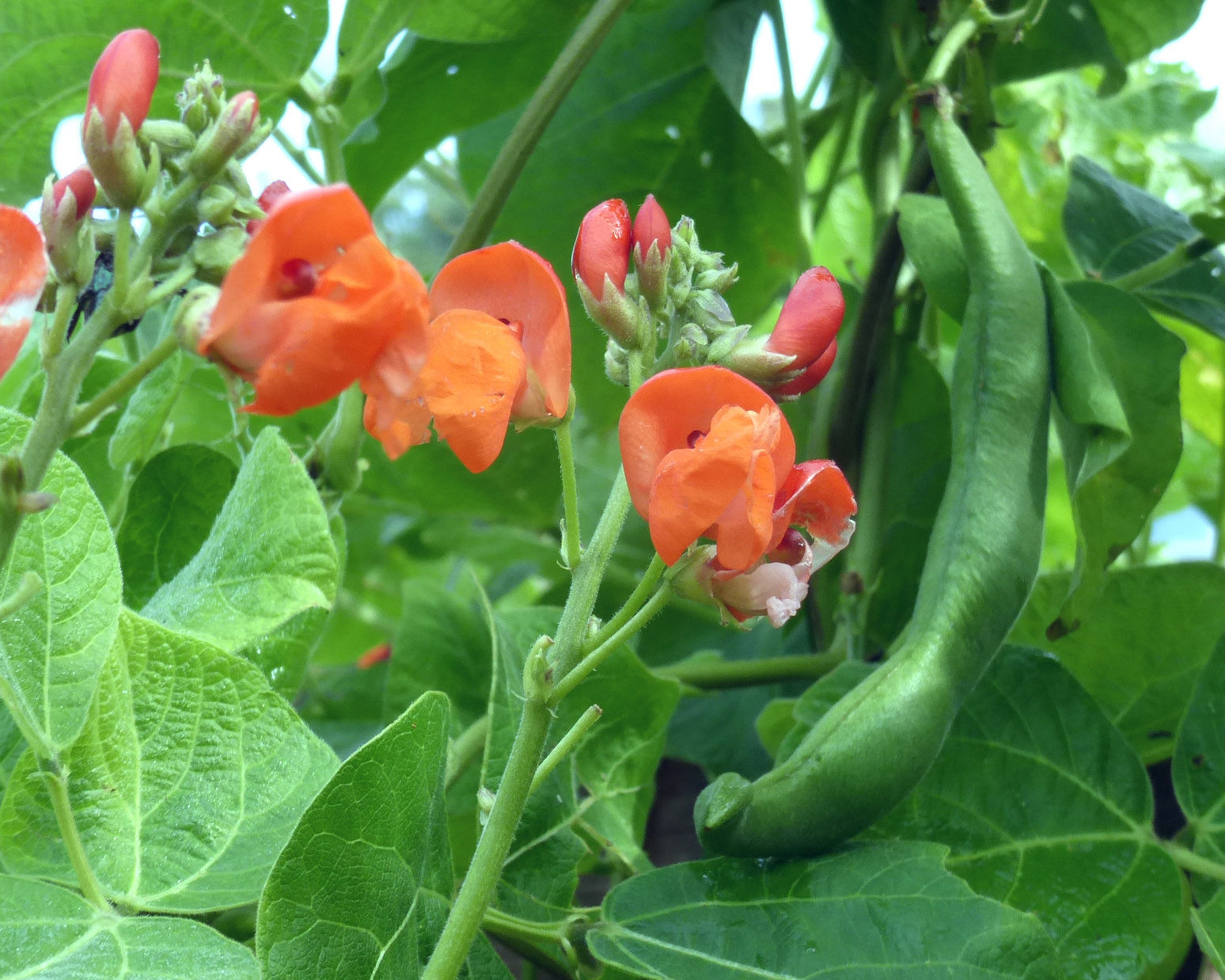 Bean Seeds ‘Scarlet Runner’